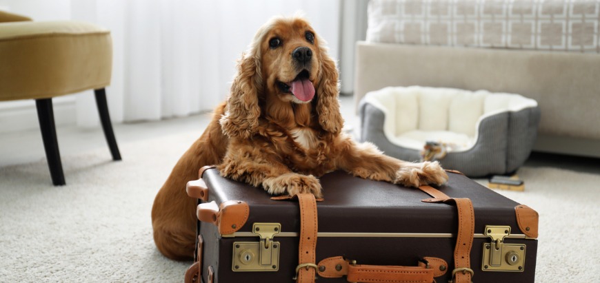 how to get a pet passport for a field spaniel in ireland