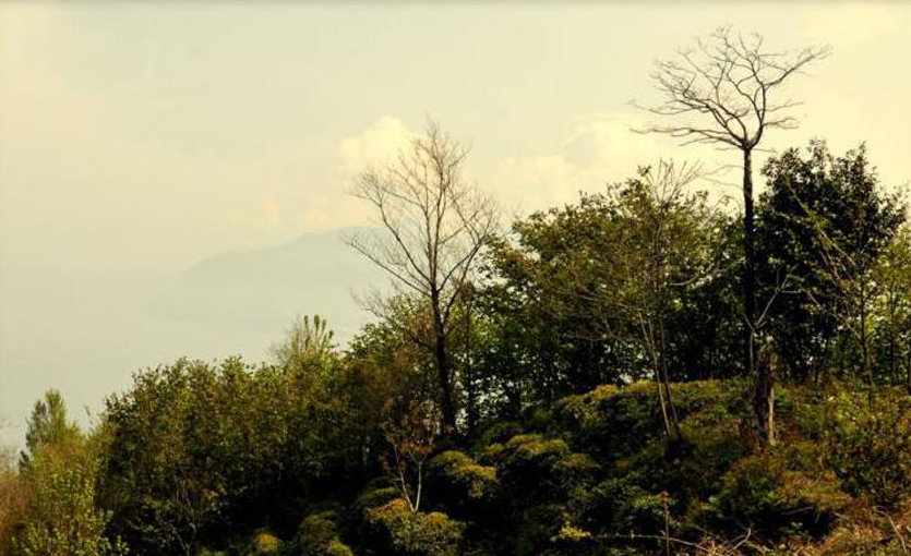 Çamburnu Nature Reserve Park Hopa Artvin