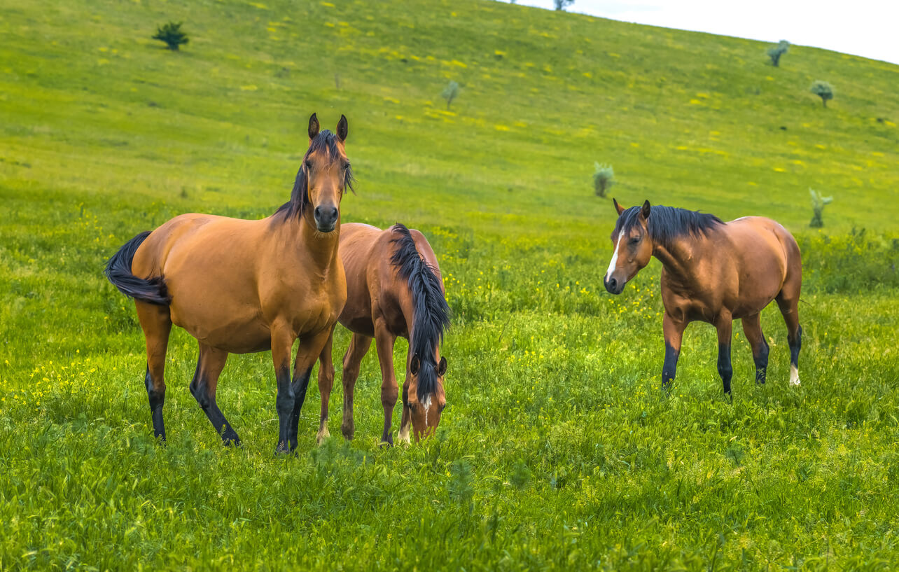 Terskiy Horse Ranch